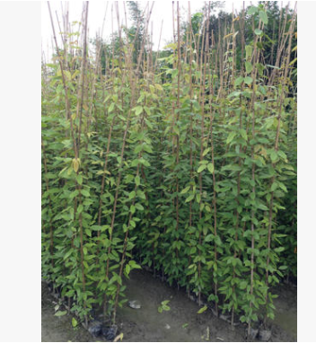 供應優良常春藤本植物油麻藤 牛馬藤