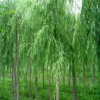 供應(yīng) 柳樹