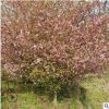 垂絲海棠 西府海棠 碧桃 櫻花 基地直銷 行道綠化 工程苗木