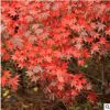 紅楓 日本紅楓 美國紅楓 中國紅楓 大量供應 行道綠化 工程苗木