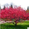紅葉碧桃 大小規格齊全 紅葉李 紅楓 紅梅 基地直銷 量大優惠