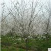 日本早櫻 晚櫻 染井吉野櫻 福建櫻花 規格齊全 工程綠化 量大優惠