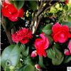 茶花 福建大紅 紅露珍 山茶 各種品種 盆栽 地栽造型 大量供應(yīng)