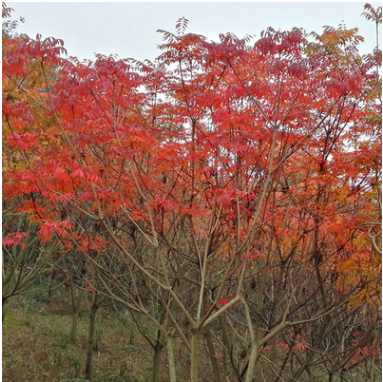 日本黃櫨優(yōu)質(zhì)園林景觀綠化工程苗木落葉喬木秋色葉樹種產(chǎn)地直銷