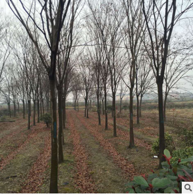 園林植物廠家供應 美觀綠化櫸樹 黑土種植 可喬木