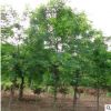 供應(yīng)大小規(guī)格皂角樹 樹形優(yōu)美 量大從優(yōu)