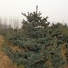 供應(yīng)園林綠化苗木 五針?biāo)膳杈?造型五針?biāo)?泰安優(yōu)質(zhì)五針?biāo)?-3米