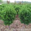 供應高桿冬青球 泰安高桿大葉黃楊球 獨桿冬青球 獨桿大葉黃楊球