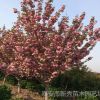 供應櫻花 泰安櫻花6公分以上 樹干通直 樹型飽滿 苗圃直銷