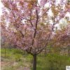 日本晚櫻 泰安優質櫻花10公分以上 樹干光滑 無病蟲害 苗圃直銷
