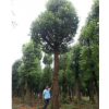 30公分精品香樟-益陽市資陽區欣天園林
