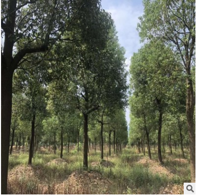 供應(yīng)精品香樟樹苗木 景觀綠化香樟樹 規(guī)格齊全