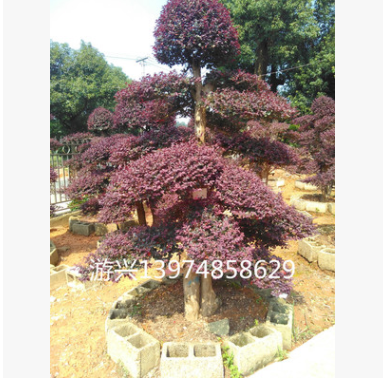 大量供應(yīng)造型紅桎木樹樁盆景 榆樹盆景 羅漢松盆景各種花樹造型樹
