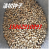 新采優(yōu)質(zhì)林木種子喬木種子 漆樹種子 落葉喬木
