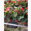 大紅色，盆栽紅掌，4-6枝花，花農直銷，紅掌