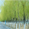 批發(fā)垂柳小苗樹(shù)苗 柳樹(shù)枝條垂楊柳樹(shù)苗竹柳樹(shù)苗黃金柳金絲垂柳