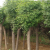 基地直銷(xiāo)白蠟小苗 白蠟樹(shù)苗 行道樹(shù) 速生白蠟樹(shù)苗 道路綠化