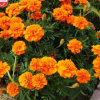 孔雀草 復瓣桔色、黃色 花壇盆栽易種植觀賞花卉