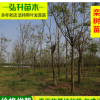 批發(fā)庭院觀賞花卉樹苗 會(huì)發(fā)光的欒樹苗 規(guī)格齊全