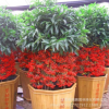 批發(fā)室內(nèi)高檔植物盆栽批發(fā) 富貴籽 觀賞型植物 凈化空氣