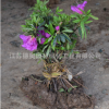 批發(fā)杜鵑花苗室內(nèi)盆栽花卉毛杜娟綠化工程苗木毛娟花苗