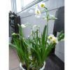 水仙花**，歡迎大量采購