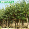 基地供應紅花羊蹄甲 洋紫荊羊蹄甲樹 庭院公園風景樹工程綠化苗木