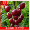 櫻桃樹(shù)苗 大櫻桃果樹(shù)苗 酸甜可口櫻桃 現(xiàn)貨櫻桃小苗%%