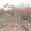 批發基地紫荊 紫荊小苗 紫荊樹苗批發 綠化工程 紫荊規格齊