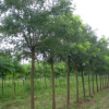 園林綠化國(guó)槐