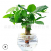 振升園藝水培發(fā)財樹盆栽植物批發(fā)加盟