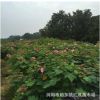 園林綠化常用苗 基地直銷1米-2米高木芙蓉 芙蓉花價(jià)格