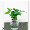 振升園藝水培發(fā)財樹盆栽植物批發(fā)加盟 基地直銷代理 品質(zhì)保障