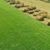 供應 草坪批發新鮮真草坪 小區綠化公園綠化天然草坪 帶土量大從優