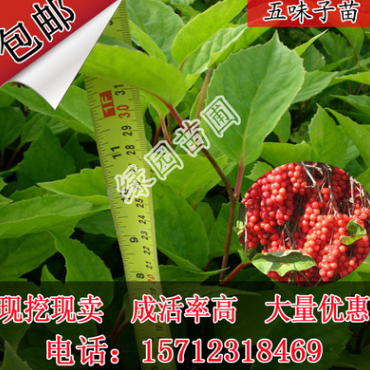 廠家供應東北五味子苗 苗圃基地樹苗 貨源充足 園林苗木 工程綠化