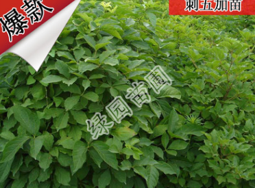 廠家直供刺五加苗 苗圃基地樹苗 貨源充足 園林苗木 工程綠化