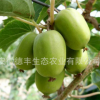 果玩軟棗獼猴桃果樹苗木南北方盆栽地栽嫁接苗四季奇異果當(dāng)年結(jié)果
