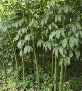 產地長期供應大量批發樹冠呈傘形 美麗異木棉樹 落葉大喬木