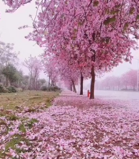 產地長期供應 12公分宮粉紫荊袋苗 常綠喬木