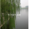 垂柳