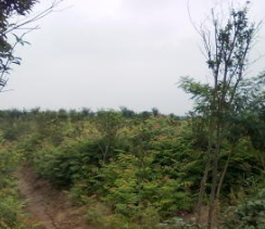 供應一年生黃山合歡苗