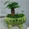 基地直銷花卉盆栽 桌面小盆景 防輻射 小型發(fā)財(cái)樹 18左右高度