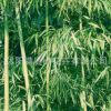 基地直銷竹子 紫竹 庭院綠化的竹子青竹黃金竹青竹早園竹產(chǎn)品齊全
