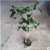 桂花樹苗盆栽植物濃香型室內(nèi)帶花室內(nèi)四季桂盆景花卉金桂嫁接庭院