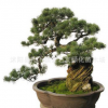 直銷五針松樹苗 精品造型樹 園林觀賞植物 量大從優 五針松造型樹