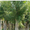 基地批發叢生樸樹樹苗工程綠化苗木行道風景樹樸樹苗精品造型盆景
