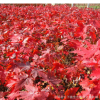 美國紅楓樹苗批發 工程色塊苗木秋火焰 庭院嫁接精品日本紅楓苗