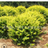 工程綠化苗木金葉女貞球 色塊綠籬植物金葉女貞苗規格齊全