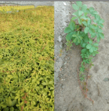 地錦（爬山虎）杯苗