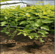 金葉風箱果杯苗